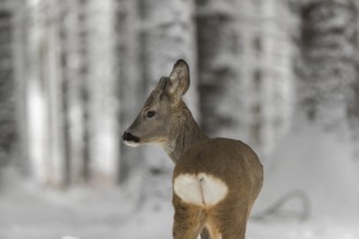 Portrait of a young male Roe Deer, Roe buck (Capreolus capreolus), standing in a forest in deep