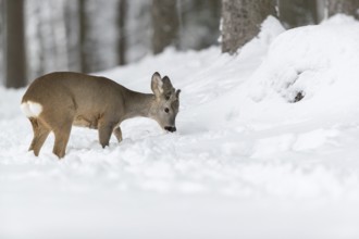 One young male Roe Deer, Roe buck (Capreolus capreolus), walking through a forest in deep snow.