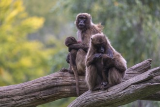 Two female Gelada (Theropithecus gelada), or bleeding-heart monkey sitting on a log each grooming