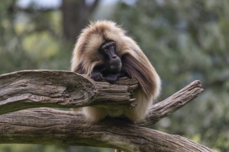 Portrait of an adult male Gelada (Theropithecus gelada), or bleeding-heart monkey, resting on a log