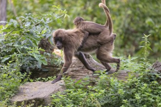 One female with one baby Gelada (Theropithecus gelada), or bleeding-heart monkey riding on her