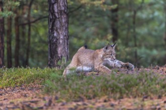 One young Eurasian lynx, (Lynx lynx), running thru a forest. Green vegetation around him