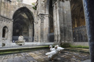Cloister with garden, geese in the courtyard, Cathedral, Catedral de la Santa Creu i Santa Eulalia,