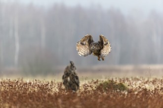 One female Eurasian Eagle Owl, Bubo bubo, sitting on a meadow and a male Eagle Owl flying over it.