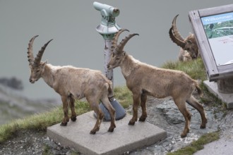 Some ibex (Capra ibex) walking along the Grossglockner High Alpine Road, looking interested on the