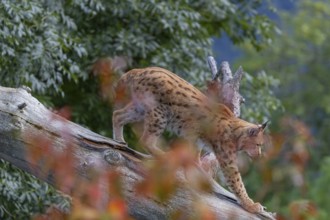 One Eurasian lynx, (Lynx lynx), walking down a fallen tree. Side view with green vegetation in the