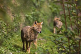 One golden jackal (Canis aureus) walking through dense green vegetation