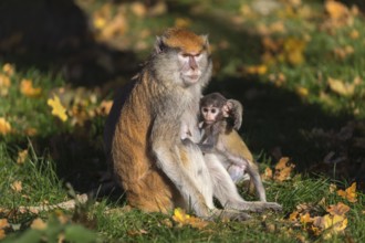 One female patas monkey (Erythrocebus patas)with her baby in late light on a green meadow