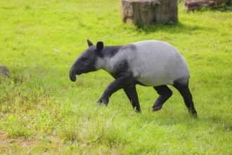 A young Malayan tapir (Acrocodia indica) runs across a green meadow
