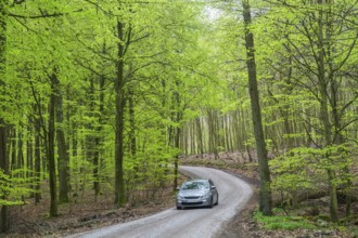 Car on forest road o beech forest in spring in Snogeholm nature reserve, Sjöbo municipality, Skåne