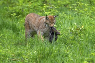 Hunting Eurasian lynx (Lynx lynx) walking with killed muskrat (Ondatra zibethicus) prey in its