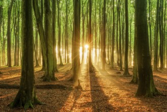 The setting sun shines brightly through a near-natural beech forest (Fagus sp.), Stubnitz forest