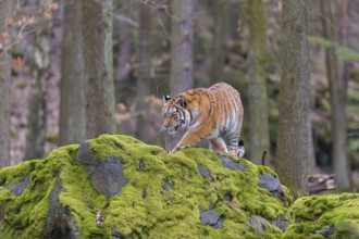One young female Siberian Tiger, Panthera tigris altaica, standing on a rock in a forest