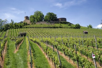 Vineyards at the Weibertreu castle ruins, Weinsberg, Neckargemünd, Baden-Württemberg, Germany,