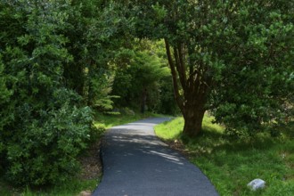 A quiet, winding path amidst green trees and lush nature, Cathedral Cove, Hahei, Coromandel