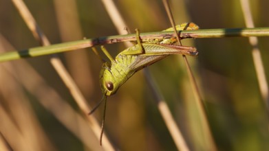 Close-up of a grasshopper (locusta) sitting on a plant in nature, Strofilia biotope, wetlands,