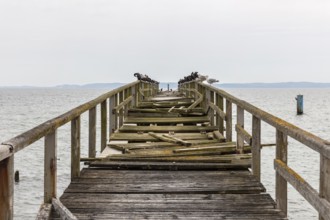 A dilapidated wooden jetty with perched birds juts out over the sea, Rügen