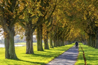 Dense chestnut tree avenue at the Rhine dike near Neuss, Deichallee, autumn, colourful leaves,