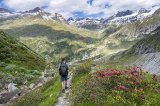 Mountaineer on hiking trail in front of picturesque mountain landscape with blooming alpine roses,