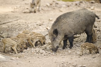 Wild boar (Sus scrofa) mother with its squeaker in a forest, Bavaria, Germany, Europe