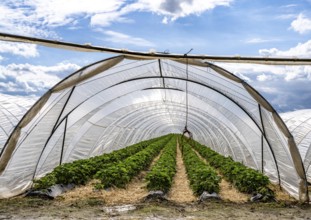 Agriculture, large areas with foil tunnels, for the cultivation of strawberries, wind farm, south