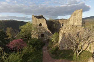 Baden Castle, castle ruins in the evening light, Badenweiler, Markgräflerland, Schwazwald,