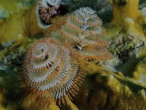 Close-up of exotic Christmas tree worm (Spirobranchus giganteus) on a coral, dive site John