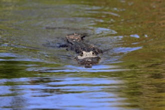 Mississippi Alligator (Alligator mississippiensis), pike alligator, adult, in water, swimming,