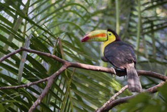 Fishing toucan (Ramphastos sulfuratus) Costa Rica