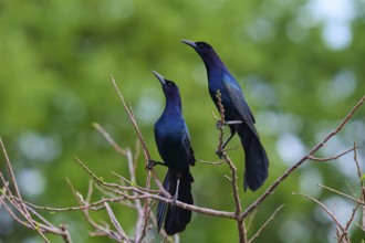 Common Grackle (Quiscalus quiscula), two birds on tree, Wakodahatchee Wetlands, Delray Beach,