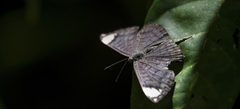 Butterfly on leaf, Costa Rica, Central America