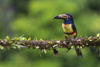 Collared Aracari (Pteroglossus torquatus), Toucans (Ramphastidae), Laguna del Lagarto Lodge,