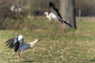 A stork flies while another stands on the ground with its wings raised, white stork (Ciconia
