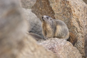 An alpine marmot (Marmota marmota) stands on a rock. The animal is brown and grey. Aosta, Gran