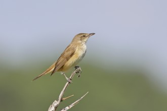Great Reed Warbler (Acrocephalus arundinaceus), sitting on a twig, singing station, natural