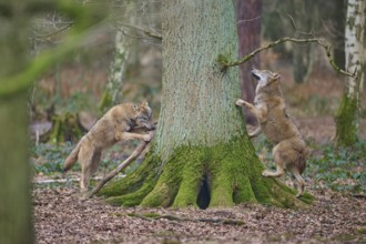 Wolf (Canis lupus), two wolves interacting with a moss-covered tree in the forest, Germany, Europe