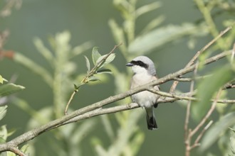 Red-backed shrike (Lanius collurio) male in a shrub, Lake Neusiedl, Burgenland, Austria, Europe