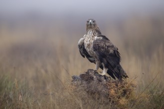 Bonelli's eagle (Aquila fasciata), on tree stump, La Mancha, Spain, Europe