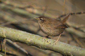 A wren (Troglodytes troglodytes) sits attentively on a branch in its natural environment and shows