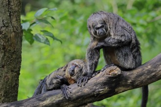 White-headed saki (Pithecia pithecia), adult, on tree, female, two females, South America