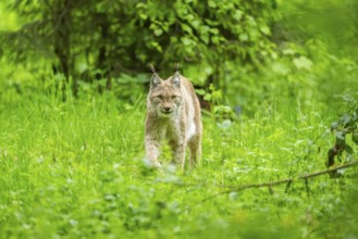 Eurasian lynx (Lynx lynx) walking through the grass, Bavaria, Germany, Europe