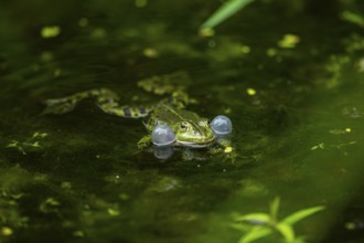 Edible frog (Pelophylax esculentus) in a little lake in the water, Bavaria, Germany, Europe