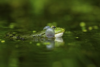 Edible frog (Pelophylax esculentus) in a little lake in the water, Bavaria, Germany, Europe