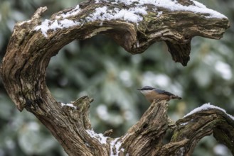 Nuthatch (Sitta europaea), Emsland, Lower Saxony, Germany, Europe