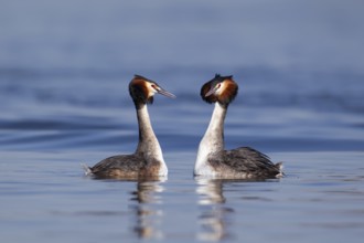 Great crested grebe (Podiceps cristatus) two adult birds performing their courtship love display on