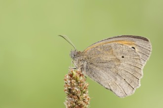Meadow brown (Maniola jurtina), North Rhine-Westphalia, Germany, Europe