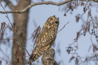 Short-eared owl (Asio flameus) sitting on a branch. Bas Rhin, Alsace, France, Europe