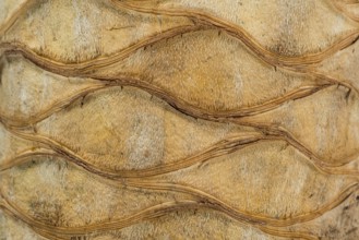 Tree bark, palm tree, Majorca, Balearic Islands, Spain, Europe