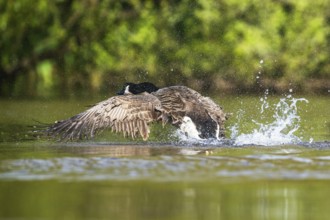 Canada Goose, Branta canadensis, bird running on water
