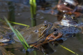 European common brown frogs (Rana temporaria) in amplexus gathering in pond among frogspawn during